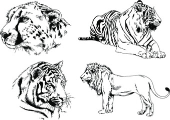 vector drawings sketches different predator , tigers lions cheetahs and leopards are drawn in ink by hand , objects with no background