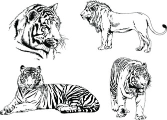 vector drawings sketches different predator , tigers lions cheetahs and leopards are drawn in ink by hand , objects with no background