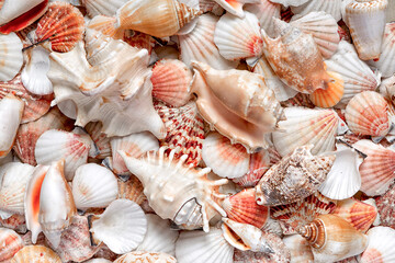 A pattern of seashells. Marine Background. Shell layout. Text background. Sea postcard