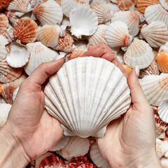 large shell in hand against the background of many shells