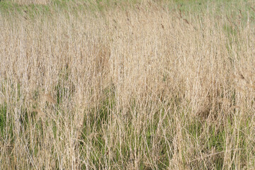 Beautiful and natural background with dry grass. Rustic background. Photo with a field of grass