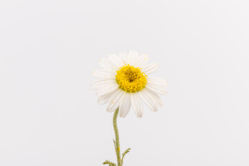 chamomile or daisies with leaves isolated on white background. Top view. Flat lay