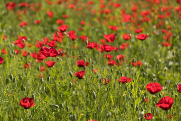Poppy field