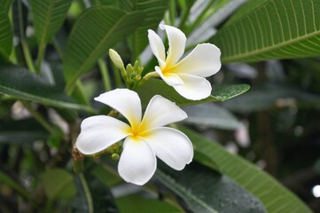 Fototapeta na wymiar Fresh frangipani (plumeria) flower