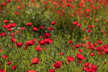 Poppy field