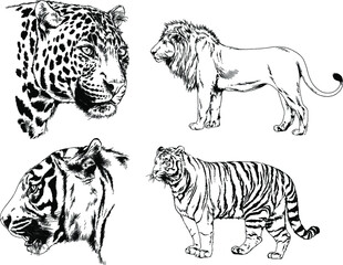 vector drawings sketches different predator , tigers lions cheetahs and leopards are drawn in ink by hand , objects with no background