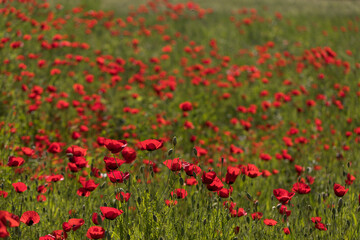 Poppy field
