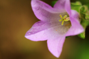 close up of a flower