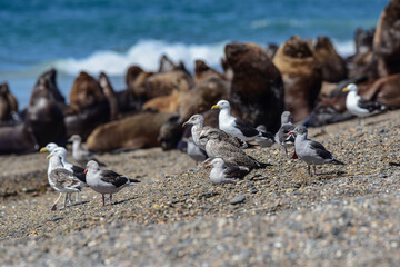 Sea gull with sea lions in the background, Patagonia , Argentina.