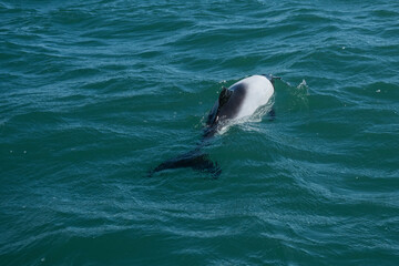 Fototapeta premium Commerson dolphin swimming, Patagonia , Argentina.
