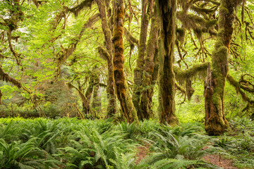 Hall of Mosses in the Hoh Rainforest of Olympic National Park, Washington