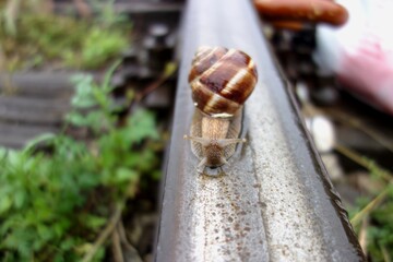 Snail on railroad