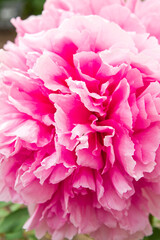 The name of this peony is Shimane-seidai.
Scientific name is Paeonia suffruticosa.
