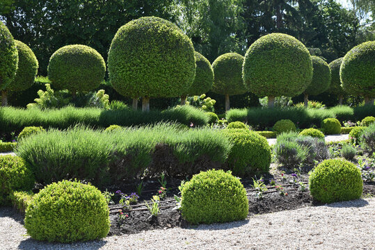 Topiaire au jardin