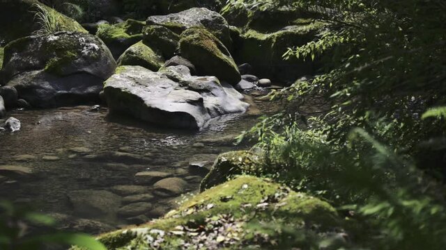 Swift focus from foreground mossy rock to the background creek.