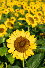 Naklejka premium Beautiful yellow color sunflower in the agriculture farm background