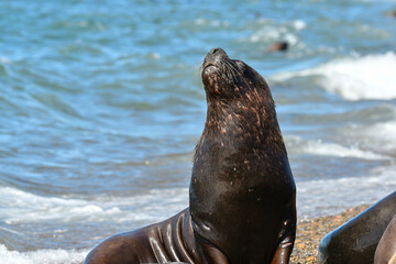 Male Sea Lion , Patagonia, Argentina