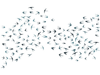 Flying martlet birds silhouettes vector illustration. Nomadic martlets school isolated on white.