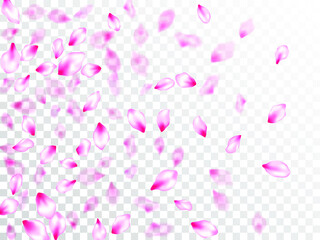 Spring blossom isolated petals flying on transparent background.