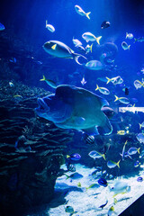 Fototapeta na wymiar school of fish in aquarium