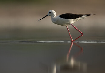 Obraz premium Portrait of a Black-winged Stilt at Asker Marsh, Bahrain