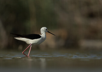 Black-winged Stilt feeding at Asker Marsh, Bahrain