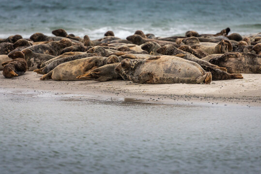 Wild Gray seal and Harbor seal at M&aring;kl&auml;ppen outside Skan&ouml;r Falsterbo in Sk&aring;ne, Sweden.