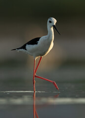 Portrait of a Black-winged Stilt at Asker Marsh, Bahrain
