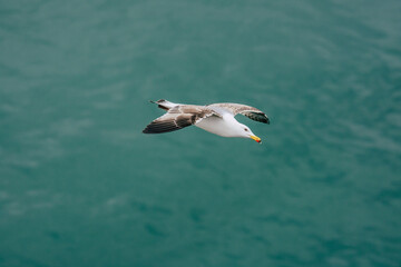 seagull in the water