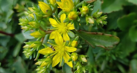 ant sitting on a flower
