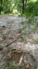 Park in topolin fluff. Spring, poplar flowering period. Allergy season