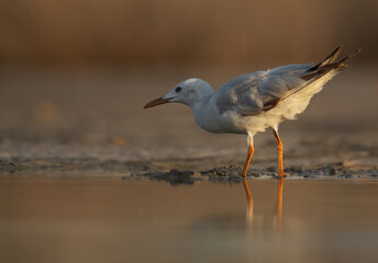 Sender-billed gull fishing at Asker marsh, Bahrain