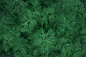 Fresh green dill background, closeup