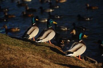 Three ducks on the beach