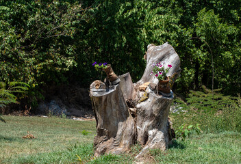 This large tree stump is the focal point of this Missouri front yard and is used for rustic style...