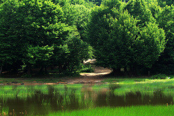 lake in the forest
