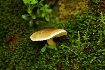 Cogumelo de Pereira