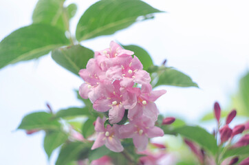 Vibrant pink flowers of weigela