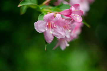Fototapeta na wymiar Vibrant pink flowers of weigela