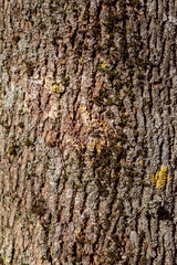 Naklejka premium Tree bark texture poplar. Seamless Tileable Texture.