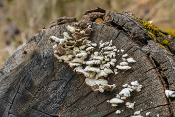 Kleine Baumpilze wachsen auf einem gefällten Baum im Wald