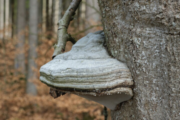 Zunderschwamm / Baumpilz wächst an einem Baumstamm im Wald