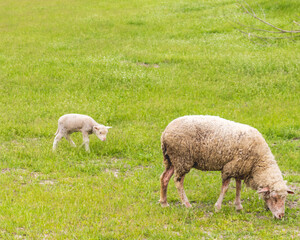 Naklejka na ściany i meble Sheep with lamb graze on pasture