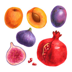 Hand drawn isolated illustrations of fruits (plum, fig, apricot, garnet) on white background for graphic and web design, poster, card, book, decoration, package