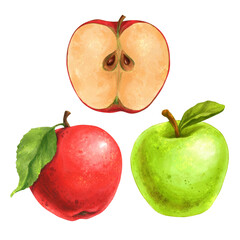 Hand drawn isolated illustrations of apples on white background for graphic and web design, poster, card, book, decoration, package