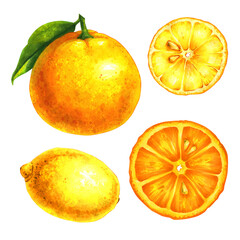 Hand drawn isolated illustrations of fruits (orange, lemon) on white background for graphic and web design, poster, card, book, decoration, package