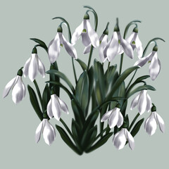 Icon with white snowdrops. Spring flower illustration.