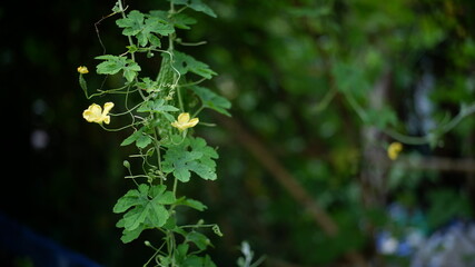water drops on the leaves