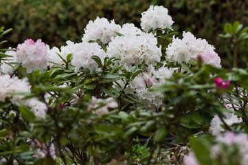 These Rhododendrons name is Wedding Bouquet.
Scientific name is Rhododendron subgenus Hymenanthes.