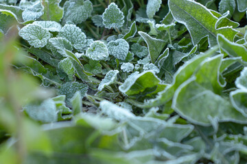 Frost on green leaves in winter 